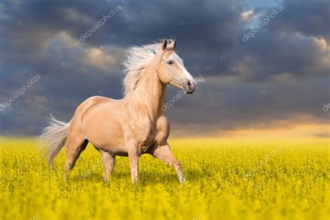 1,784 Palomino Horses Premium High Res Photos